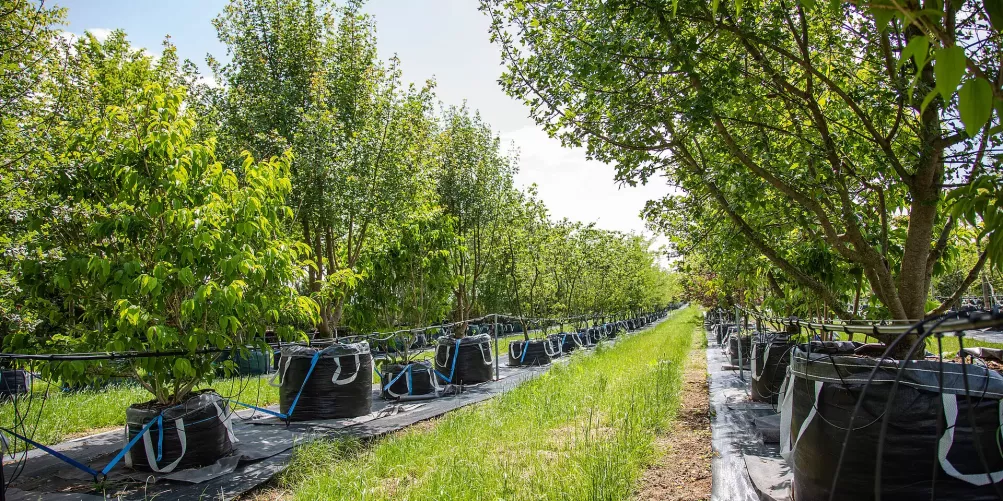 Füllemann Baumschule